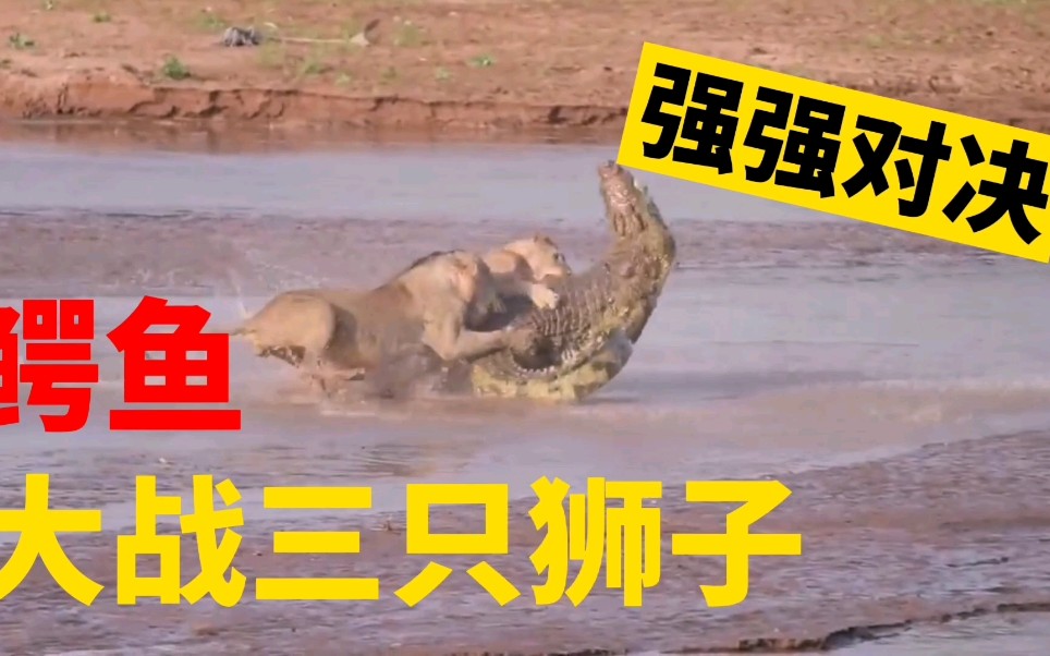 强强对决谁能笑到最后，备受期待的一战的简单介绍